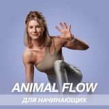 animal-flow-for-beginners