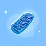 Митохондрии и хроническая усталость