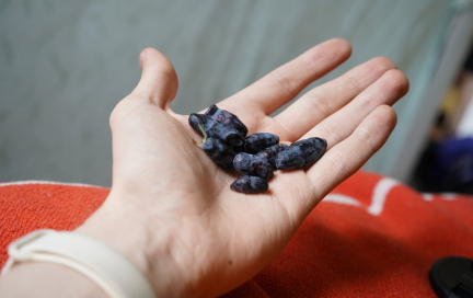 Жимолость: как выбрать, рецепты с ягодой, польза