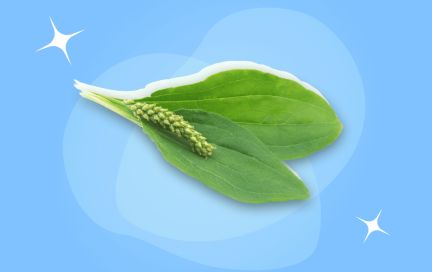 Псиллиум: суперфуд или маркетинговая уловка?