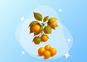 Полезная экзотика в вашей тарелке: зачем в рационе нужен физалис