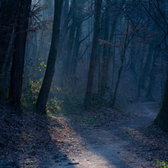 Sleepcast «Прогулка по лесу»